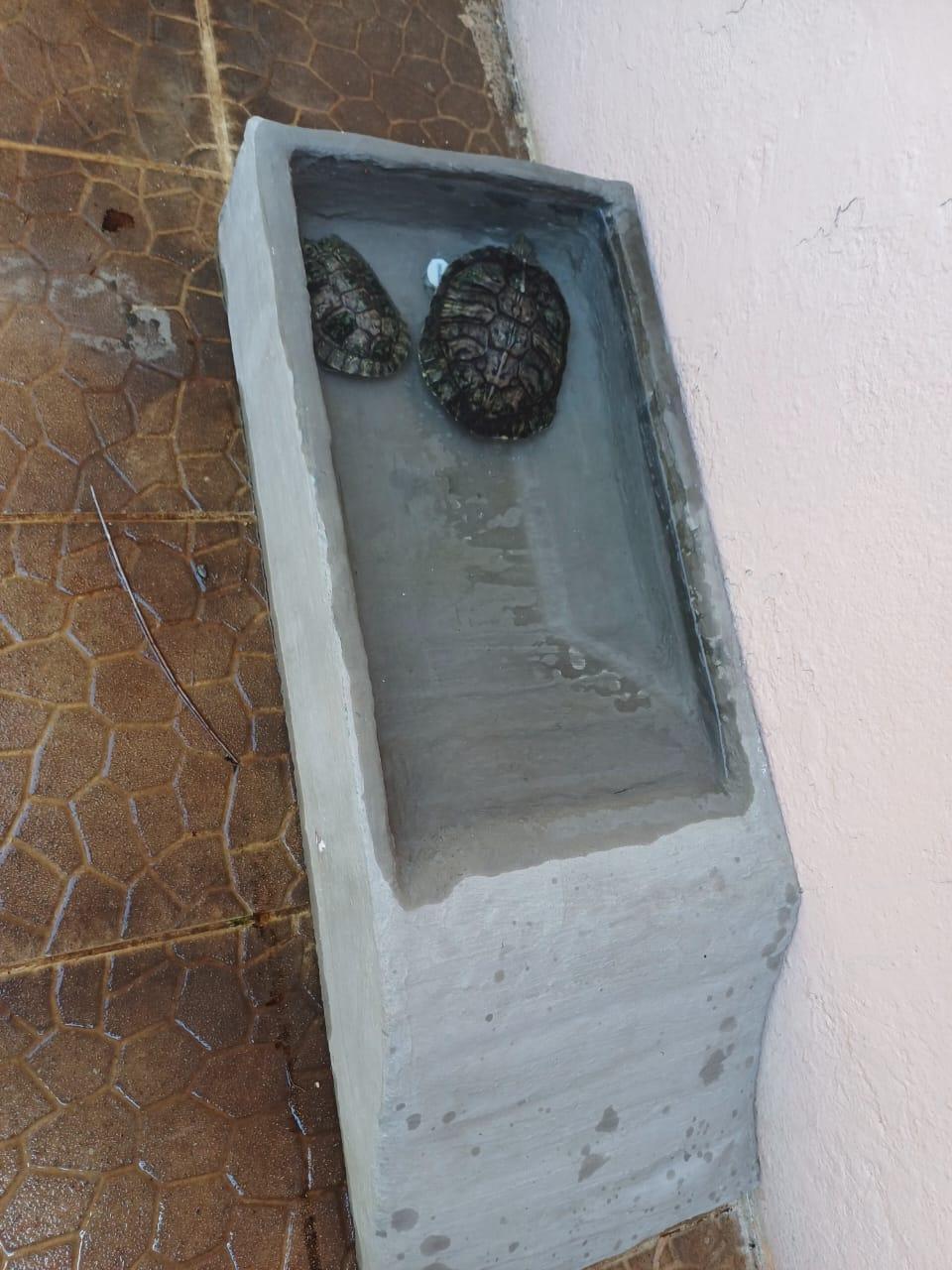 TORTUGUERO DE CEMENTO CON SU DESAGUE PARA LIMPIAR EL AGUA
