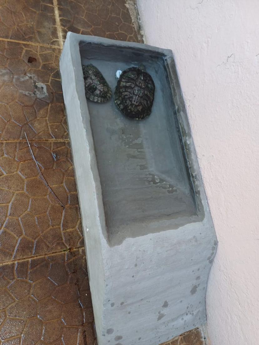 TORTUGUERO DE CEMENTO CON SU DESAGUE PARA LIMPIAR EL AGUA