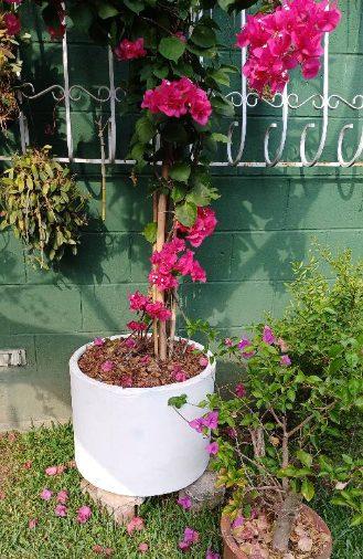 MACETAS CILINDRICAS DE CEMENTO DE 50 CM DE DIÁMETRO X 50 CM ALTURA