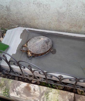 TORTUGUERO DE CEMENTO CON SU DESAGUE PARA LIMPIAR EL AGUA