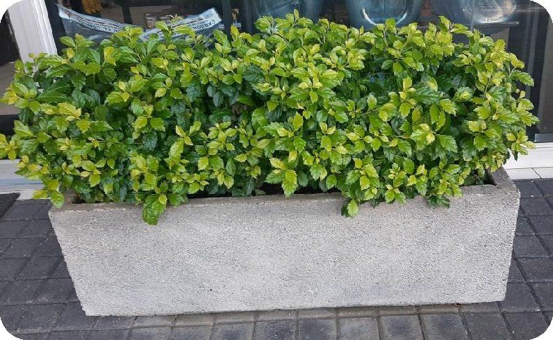 JARDINERA DE 1 M LARGO X 0.30M ANCHO X 0.30 M ALTO